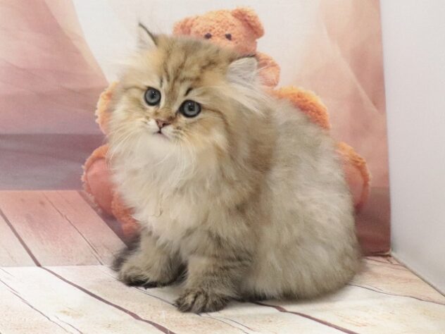 大阪府のペルシャ (アミーゴ鳳店/2026年8月16日生まれ/女の子/チンチラゴールデン)の子猫の3枚目の画像