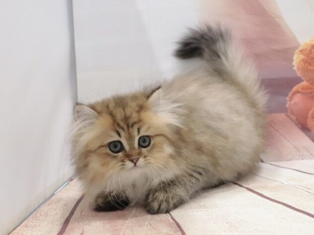 大阪府のペルシャ (アミーゴ鳳店/2026年8月16日生まれ/女の子/チンチラゴールデン)の子猫の4枚目の画像