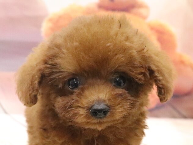 大阪府のトイプードル(トイ) (アミーゴ鳳店/2026年8月23日生まれ/女の子/レッド)の子犬の2枚目の画像