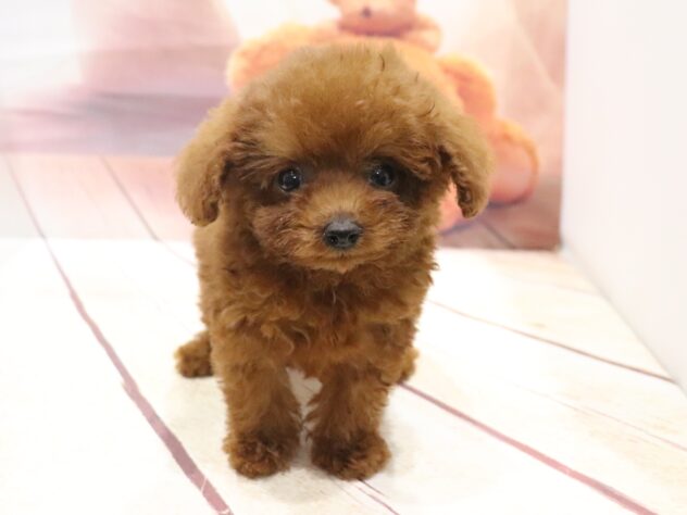 大阪府のトイプードル(トイ) (アミーゴ鳳店/2026年8月23日生まれ/女の子/レッド)の子犬の3枚目の画像