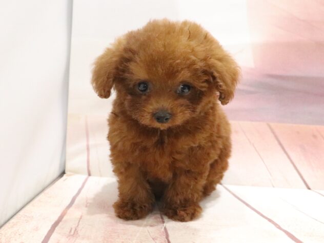 大阪府のトイプードル(トイ) (アミーゴ鳳店/2026年8月23日生まれ/女の子/レッド)の子犬の4枚目の画像
