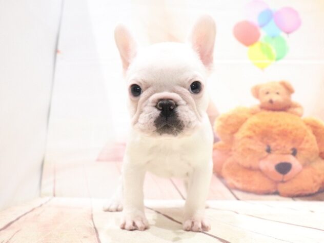 大阪府のフレンチブルドッグ (アミーゴ鳳店/2026年8月25日生まれ/男の子/クリーム)の子犬の2枚目の画像