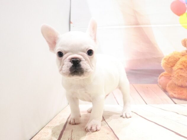 大阪府のフレンチブルドッグ (アミーゴ鳳店/2026年8月25日生まれ/男の子/クリーム)の子犬の3枚目の画像
