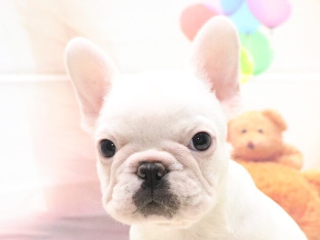 大阪府のフレンチブルドッグ (アミーゴ鳳店/2026年8月25日生まれ/男の子/クリーム)の子犬の4枚目の画像