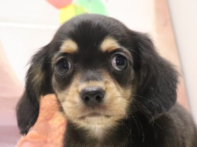 大阪府のハーフ犬・ミックス犬 (アミーゴ鳳店/2026年8月26日生まれ/女の子/ブラックタン)の子犬の2枚目の画像