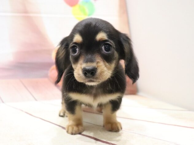 大阪府のハーフ犬・ミックス犬 (アミーゴ鳳店/2026年8月26日生まれ/女の子/ブラックタン)の子犬の3枚目の画像
