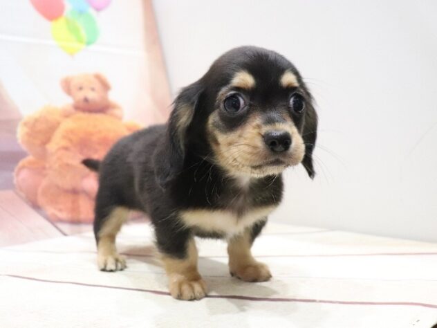 大阪府のハーフ犬・ミックス犬 (アミーゴ鳳店/2026年8月26日生まれ/女の子/ブラックタン)の子犬の4枚目の画像