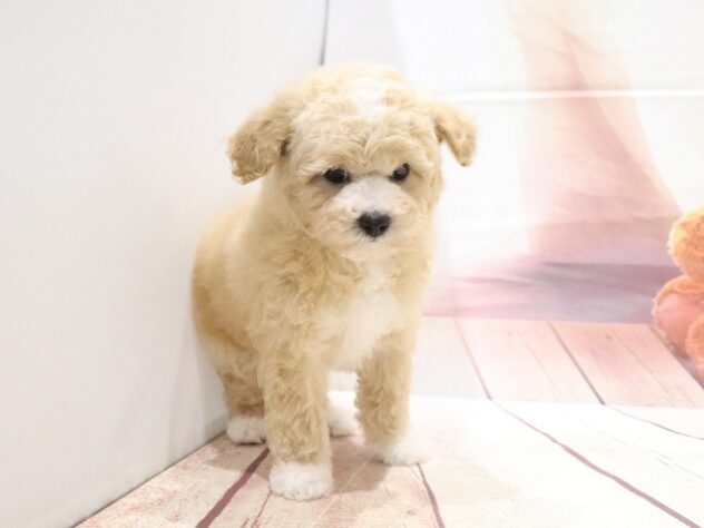 大阪府のハーフ犬・ミックス犬 (アミーゴ鳳店/2026年8月25日生まれ/男の子/クリームホワイト)の子犬の2枚目の画像
