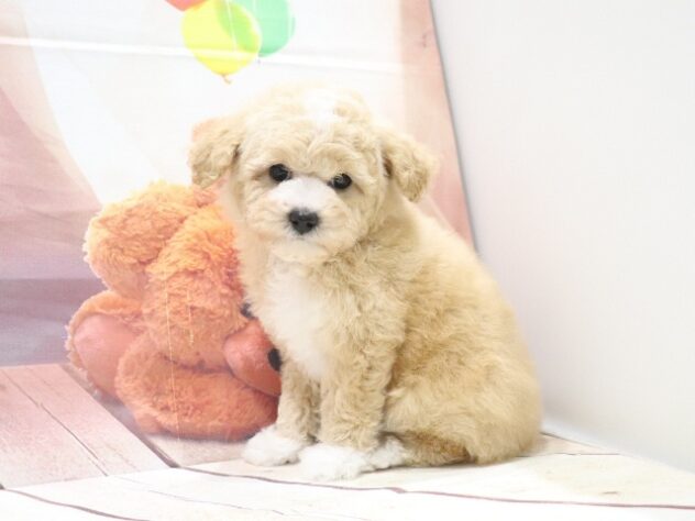 大阪府のハーフ犬・ミックス犬 (アミーゴ鳳店/2026年8月25日生まれ/男の子/クリームホワイト)の子犬の3枚目の画像