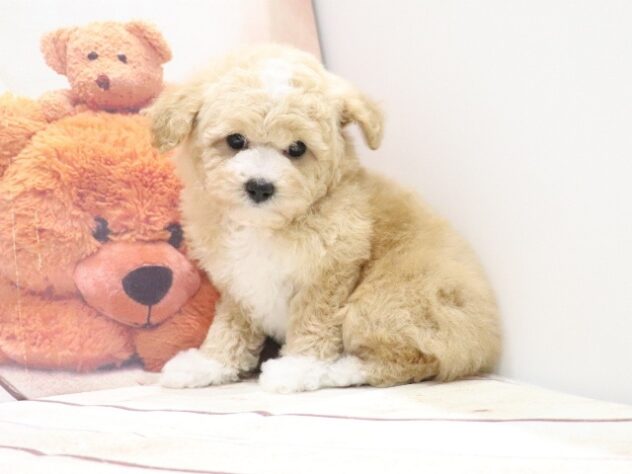 大阪府のハーフ犬・ミックス犬 (アミーゴ鳳店/2026年8月25日生まれ/男の子/クリームホワイト)の子犬の4枚目の画像