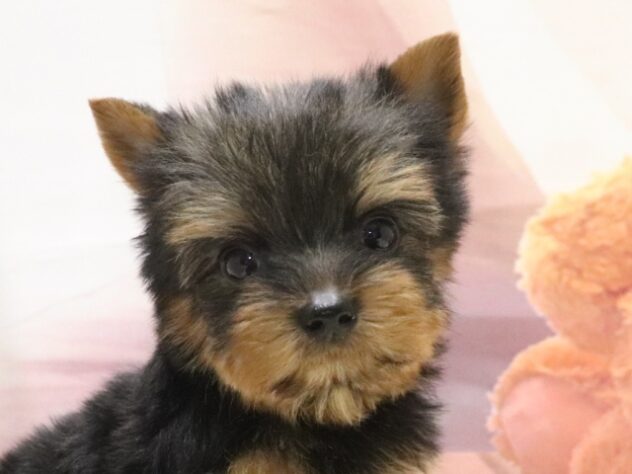 大阪府のヨークシャーテリア (アミーゴ鳳店/2026年8月27日生まれ/女の子/スチールブルータン)の子犬の3枚目の画像
