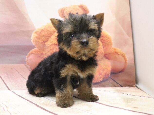 大阪府のヨークシャーテリア (アミーゴ鳳店/2026年8月27日生まれ/女の子/スチールブルータン)の子犬の4枚目の画像