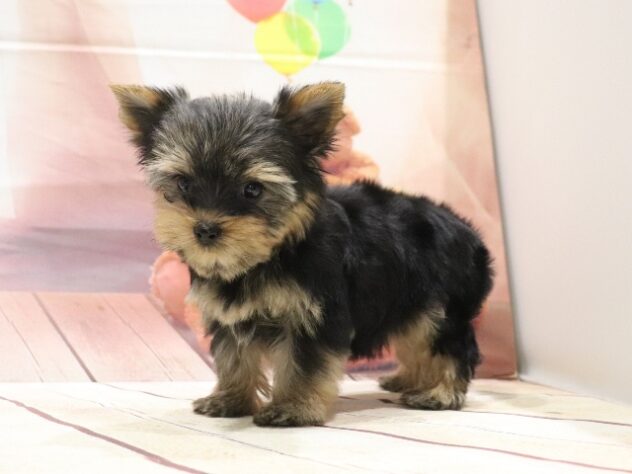 大阪府のヨークシャーテリア (アミーゴ鳳店/2026年8月26日生まれ/男の子/スチールブルータン)の子犬の2枚目の画像