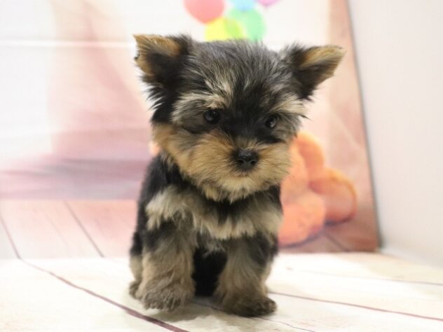 大阪府のヨークシャーテリア (アミーゴ鳳店/2026年8月26日生まれ/男の子/スチールブルータン)の子犬の3枚目の画像