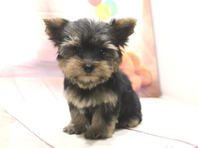 大阪府のヨークシャーテリア (アミーゴ鳳店/2026年8月26日生まれ/男の子/スチールブルータン)の子犬の4枚目の画像
