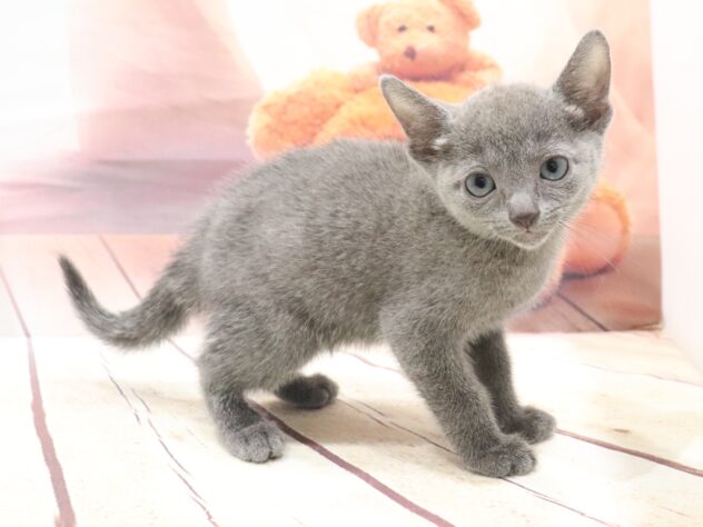 大阪府のロシアンブルー (アミーゴ鳳店/2026年8月22日生まれ/男の子/ブルー)の子猫の3枚目の画像