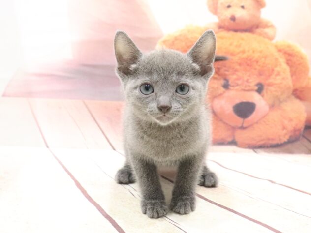 大阪府のロシアンブルー (アミーゴ鳳店/2026年8月22日生まれ/男の子/ブルー)の子猫の4枚目の画像