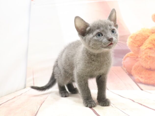 大阪府のロシアンブルー (アミーゴ鳳店/2026年8月22日生まれ/男の子/ブルー)の子猫の2枚目の画像