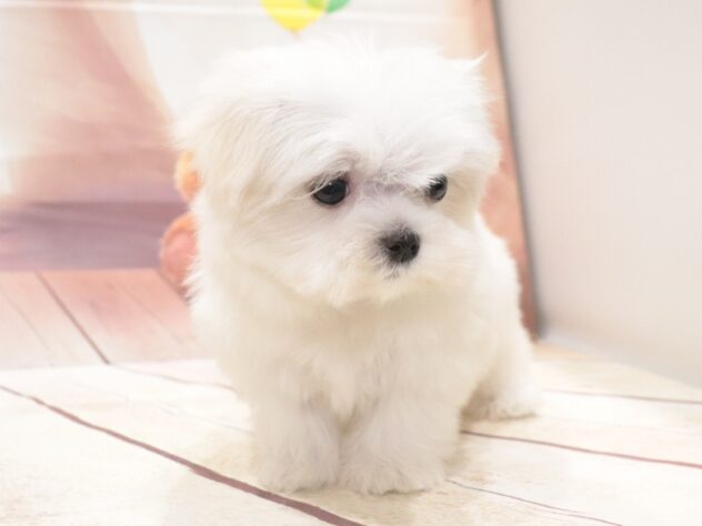 大阪府のマルチーズ (アミーゴ鳳店/2026年8月5日生まれ/男の子/ホワイト)の子犬の2枚目の画像