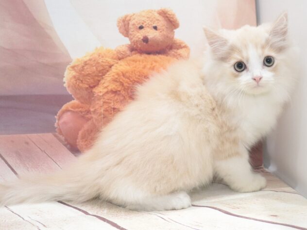 大阪府のラガマフィン (アミーゴ鳳店/2026年7月31日生まれ/男の子/クリームタビーホワイト)の子猫の2枚目の画像