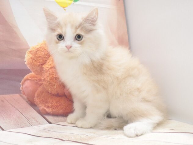 大阪府のラガマフィン (アミーゴ鳳店/2026年7月31日生まれ/男の子/クリームタビーホワイト)の子猫の3枚目の画像