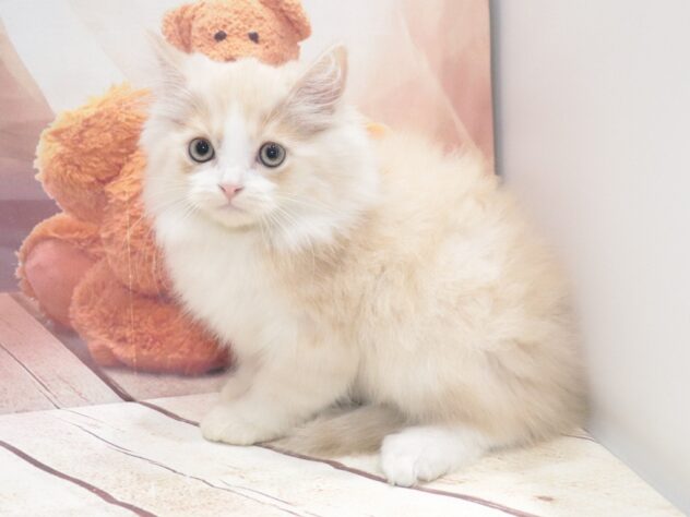 大阪府のラガマフィン (アミーゴ鳳店/2026年7月31日生まれ/男の子/クリームタビーホワイト)の子猫の4枚目の画像