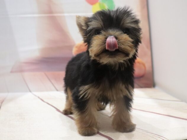 大阪府のヨークシャーテリア (アミーゴ鳳店/2026年8月5日生まれ/男の子/スチールブルータン)の子犬の2枚目の画像