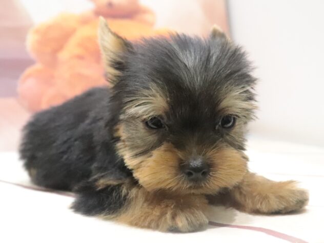 大阪府のヨークシャーテリア (アミーゴ鳳店/2026年8月5日生まれ/男の子/スチールブルータン)の子犬の3枚目の画像