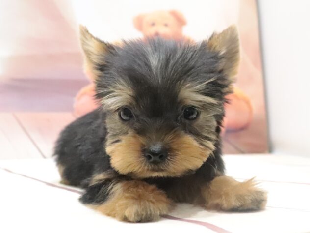 大阪府のヨークシャーテリア (アミーゴ鳳店/2026年8月5日生まれ/男の子/スチールブルータン)の子犬の4枚目の画像