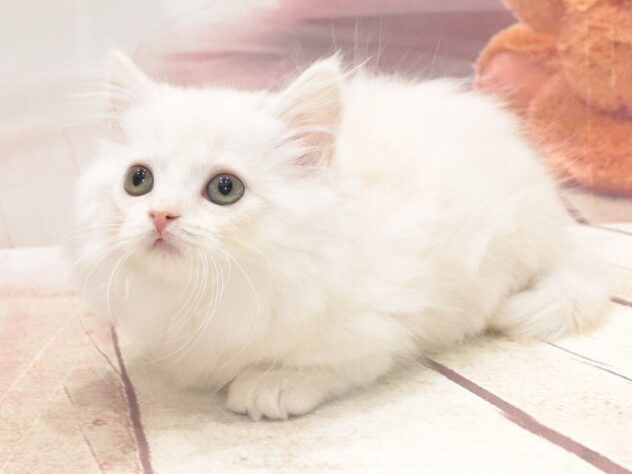 大阪府のマンチカン (アミーゴ鳳店/2026年8月12日生まれ/女の子/クリームタビー)の子猫の2枚目の画像