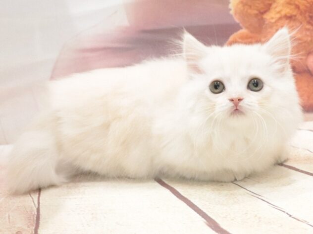 大阪府のマンチカン (アミーゴ鳳店/2026年8月12日生まれ/女の子/クリームタビー)の子猫の3枚目の画像