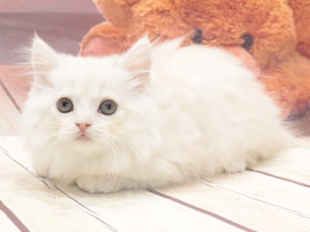 大阪府のマンチカン (アミーゴ鳳店/2026年8月12日生まれ/女の子/クリームタビー)の子猫の4枚目の画像