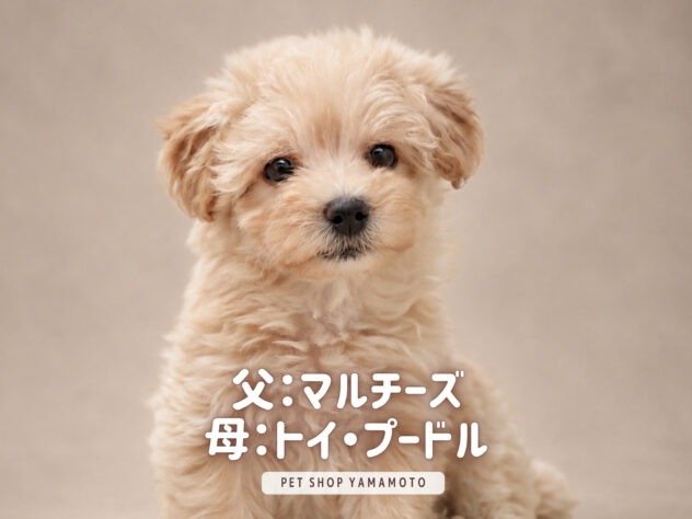 岡山県のハーフ犬・ミックス犬 (アミーゴ大安寺店/2026年8月8日生まれ/女の子/クリーム)の子犬の2枚目の画像