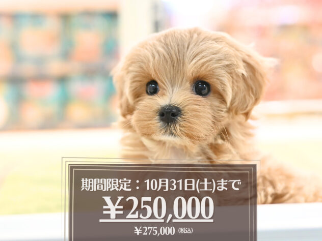 岡山県のハーフ犬・ミックス犬 (アミーゴ大安寺店/2026年8月15日生まれ/女の子/アプリコット)の子犬の1枚目の画像
