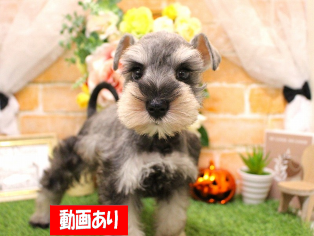 兵庫県のミニチュアシュナウザー (ペット・プラザ アミーゴ三田店/2026年8月19日生まれ/女の子/ソルトペッパー)の子犬の1枚目の画像