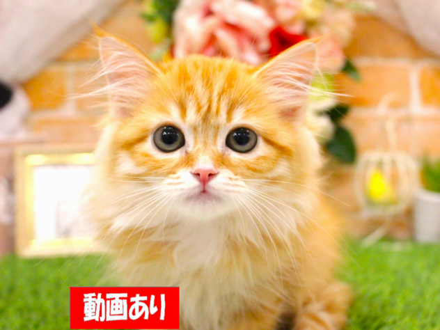 兵庫県のサイベリアン (ペット・プラザ アミーゴ三田店/2026年7月20日生まれ/女の子/レッドマッカレルタビー)の子猫の1枚目の画像