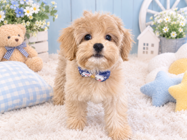 山形県のハーフ犬・ミックス犬 (アミーゴ酒田店/2026年6月21日生まれ/男の子/アプリコット)の子犬