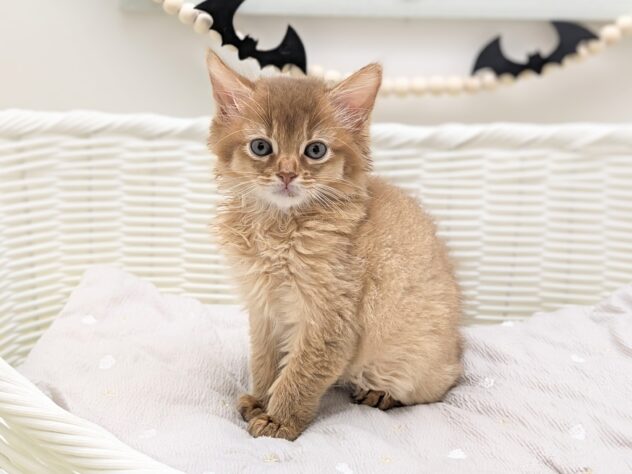 福島県のソマリ (アミーゴ会津若松店/2026年8月12日生まれ/女の子/レッド)の子猫の2枚目の画像