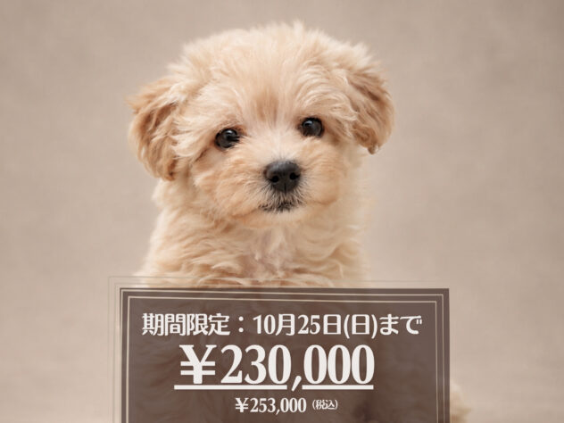 岡山県のハーフ犬・ミックス犬 (アミーゴ大安寺店/2026年8月8日生まれ/女の子/クリーム)の子犬の1枚目の画像