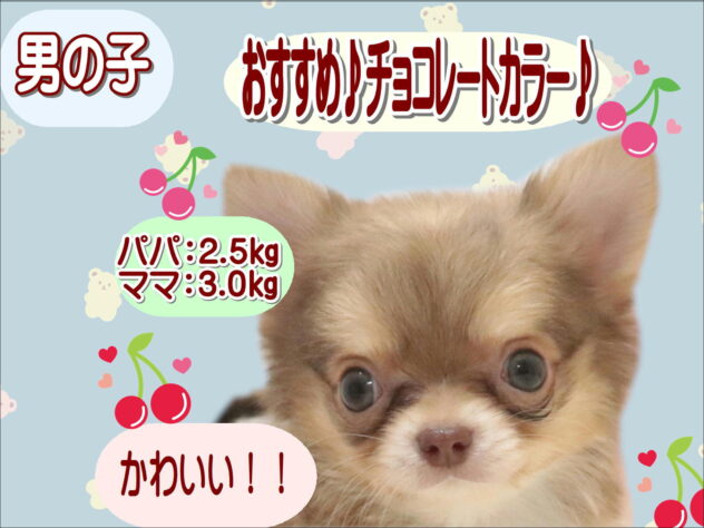 大阪府のチワワ(ロング) (アミーゴ鳳店/2026年8月4日生まれ/男の子/チョコレートクリーム)の子犬の1枚目の画像