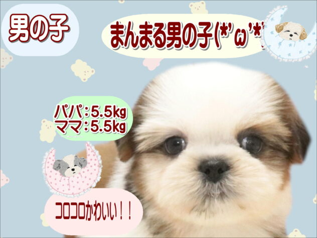 大阪府のシーズー (アミーゴ鳳店/2026年8月18日生まれ/男の子/ホワイトゴールド)の子犬の1枚目の画像