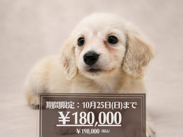 岡山県のミニチュアダックスフンド(ロング) (アミーゴ大安寺店/2026年8月1日生まれ/男の子/イエロー)の子犬の1枚目の画像