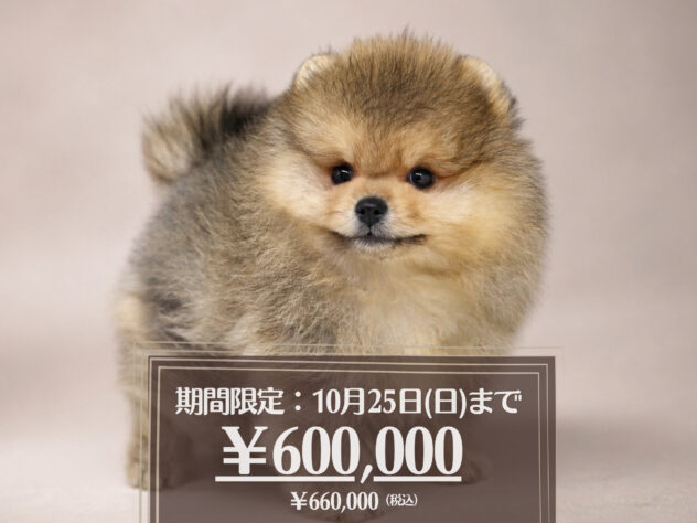 岡山県のポメラニアン (アミーゴ大安寺店/2026年8月10日生まれ/女の子/オレンジ)の子犬の1枚目の画像
