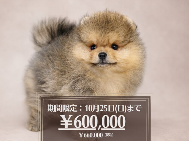 岡山県のポメラニアン (アミーゴ大安寺店/2026年8月10日生まれ/女の子/オレンジ)の子犬の1枚目の画像