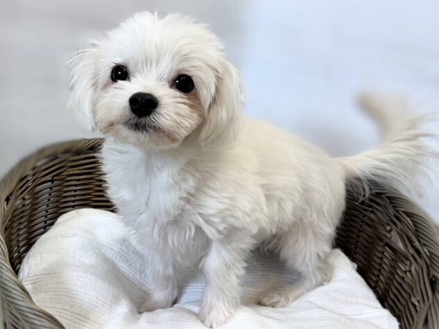 秋田県のハーフ犬・ミックス犬 (アミーゴ秋田茨島店/2026年5月15日生まれ/男の子/ホワイト)の子犬