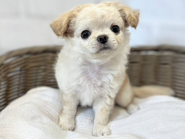 秋田県のチワワ(ロング) (アミーゴ秋田茨島店/2026年8月3日生まれ/男の子/クリーム)の子犬