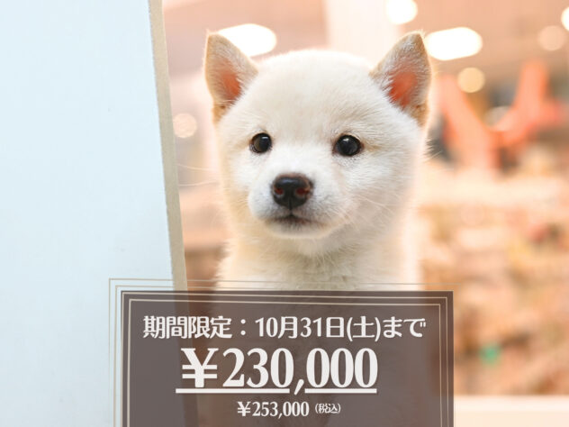 岡山県の豆柴 (アミーゴ大安寺店/2026年8月17日生まれ/女の子/白)の子犬の1枚目の画像