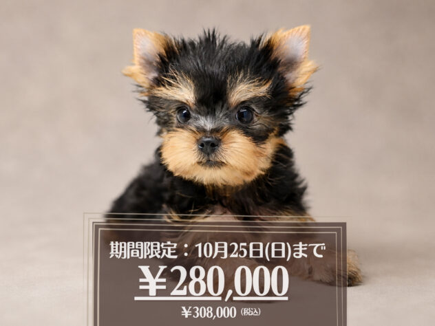 岡山県のヨークシャーテリア (アミーゴ大安寺店/2026年8月2日生まれ/女の子/スチールブルータン)の子犬の1枚目の画像