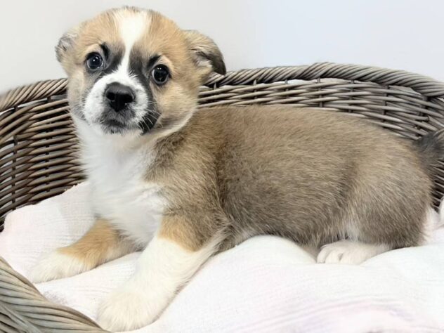秋田県のハーフ犬・ミックス犬 (アミーゴ秋田茨島店/2026年8月2日生まれ/男の子/レッドホワイト)の子犬