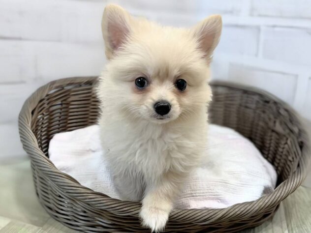 秋田県のハーフ犬・ミックス犬 (アミーゴ秋田茨島店/2026年8月24日生まれ/男の子/クリーム)の子犬